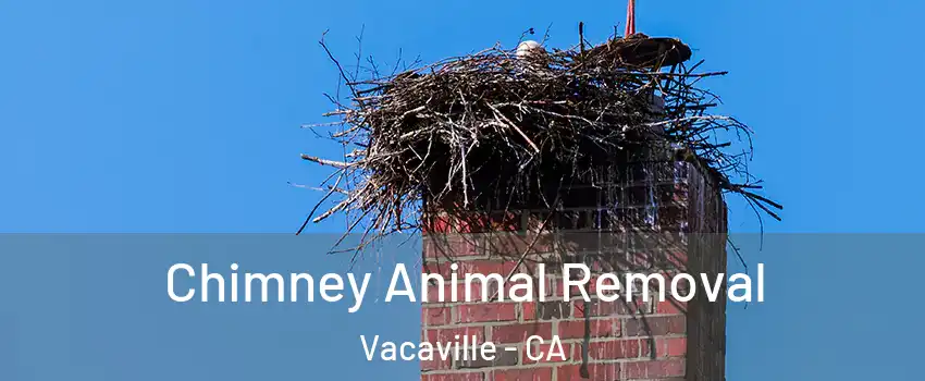  Chimney Animal Removal Vacaville - CA