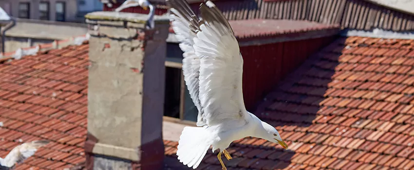 Residential Chimney Animal Removal Solution in Vacaville, CA